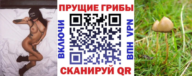 Галлюциногенные грибы Psilocybine cubensis  Новотитаровская 